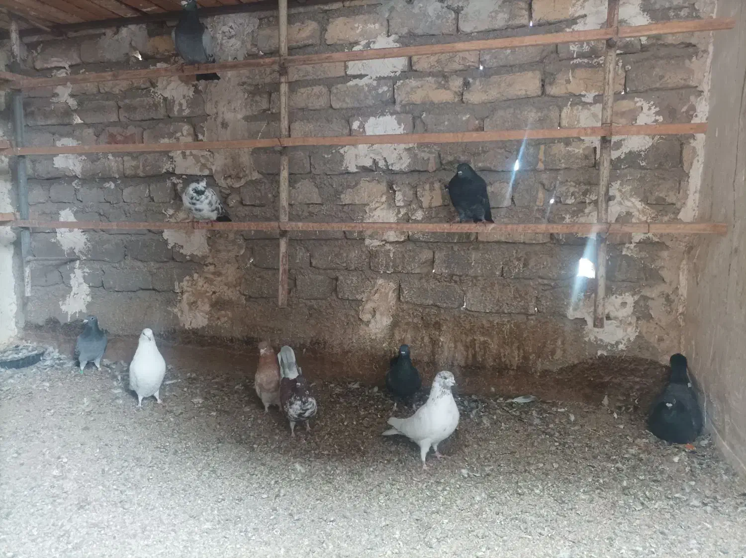 تعدادی کبوتر بومی و پلاکی بفروش می رسد|پرنده|ساوه, |دیوار