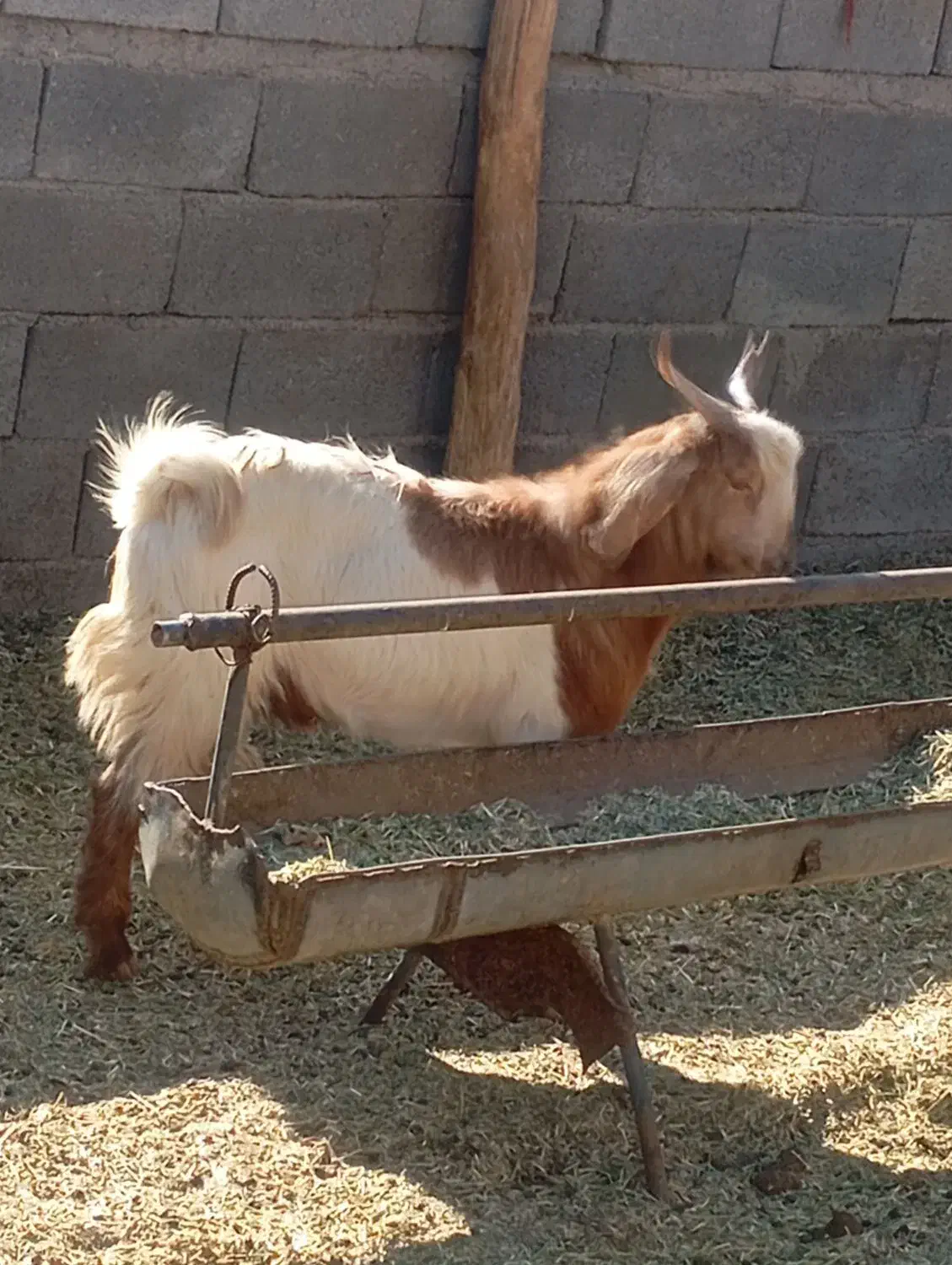 بزغاله افغانی نر|حیوانات مزرعه|ساوه, |دیوار