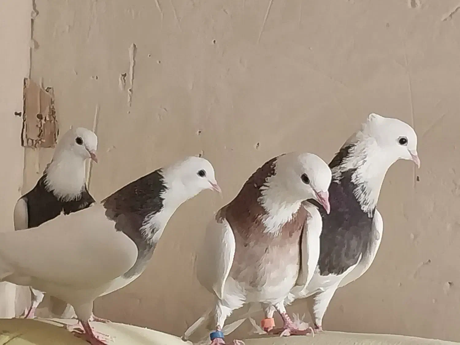 کبوتر|لوازم جانبی حیوانات|کبودرآهنگ, |دیوار