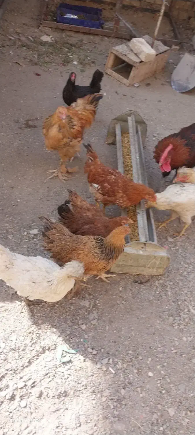 مرغ وخروس ودوتک و جوجه ۲ماه مناسب|حیوانات مزرعه|نجف‌آباد, شهرک صنعتی نجف آباد|دیوار
