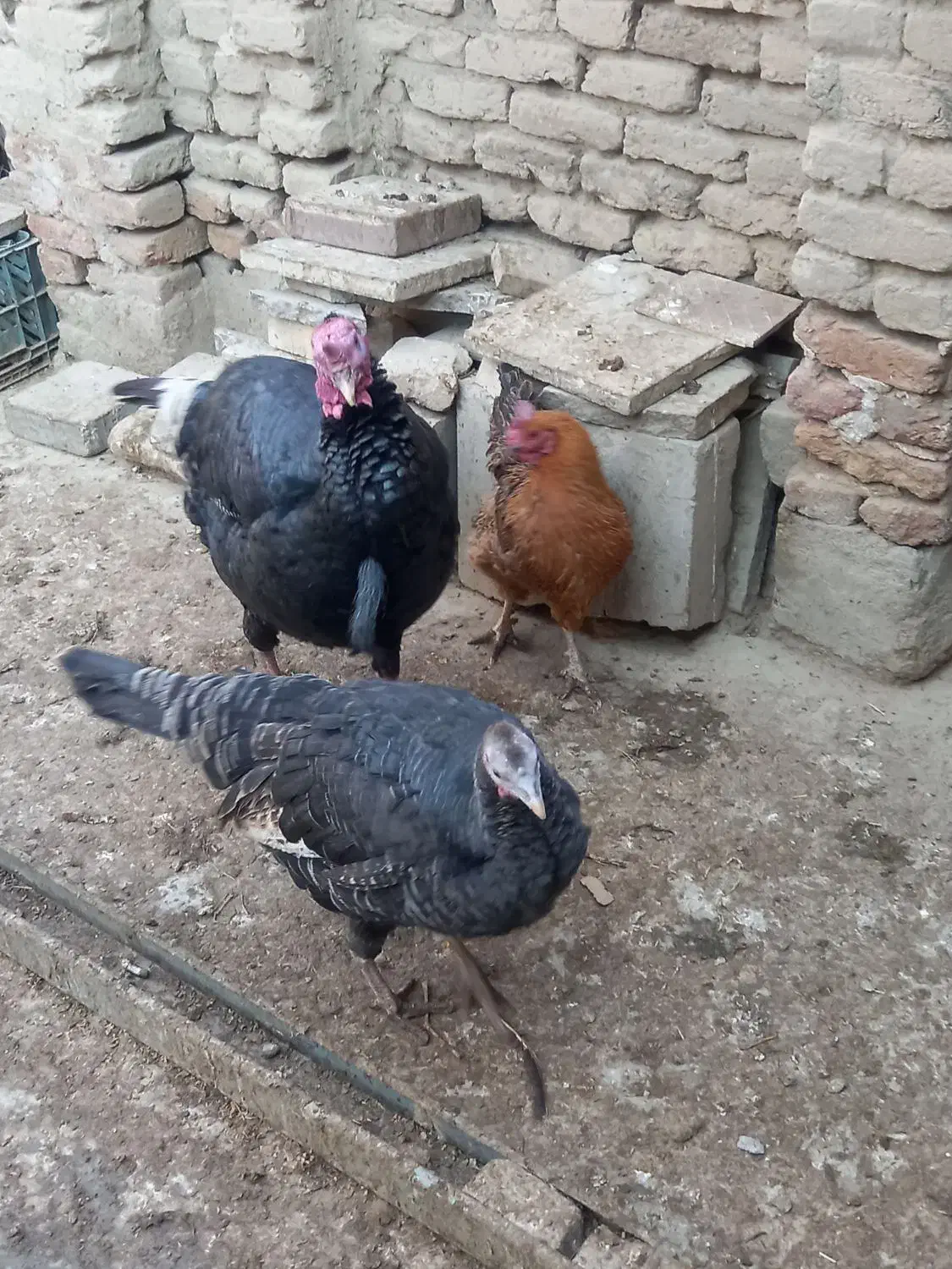 مرغ خروس بوقلمون|حیوانات مزرعه|کبودرآهنگ, |دیوار