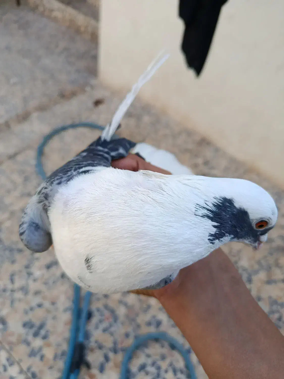 کبوتر دورگ|پرنده|مسجد سلیمان, |دیوار