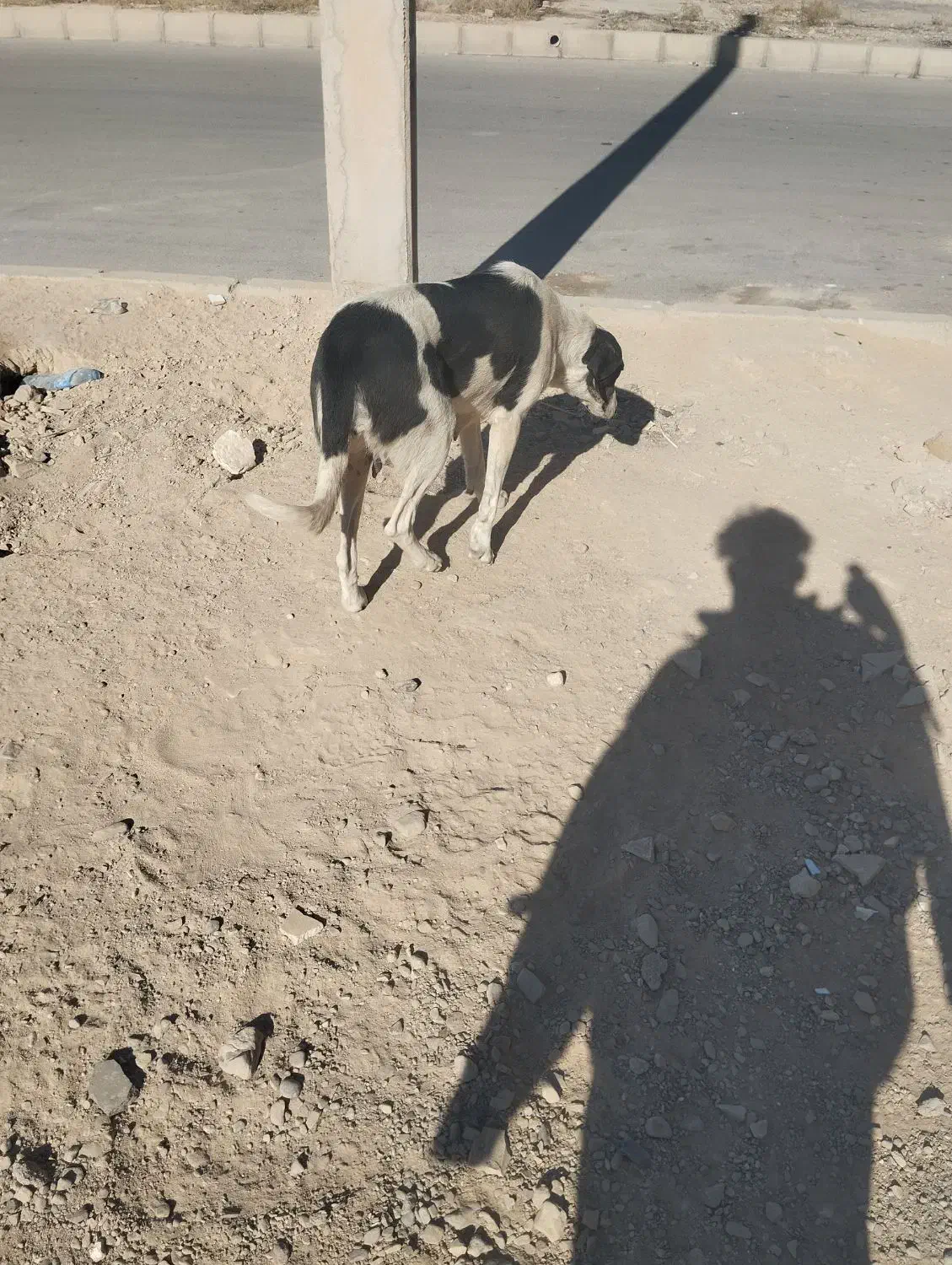 واگذاری دو قلاده سگ نگهبان|سگ|سمنان, |دیوار