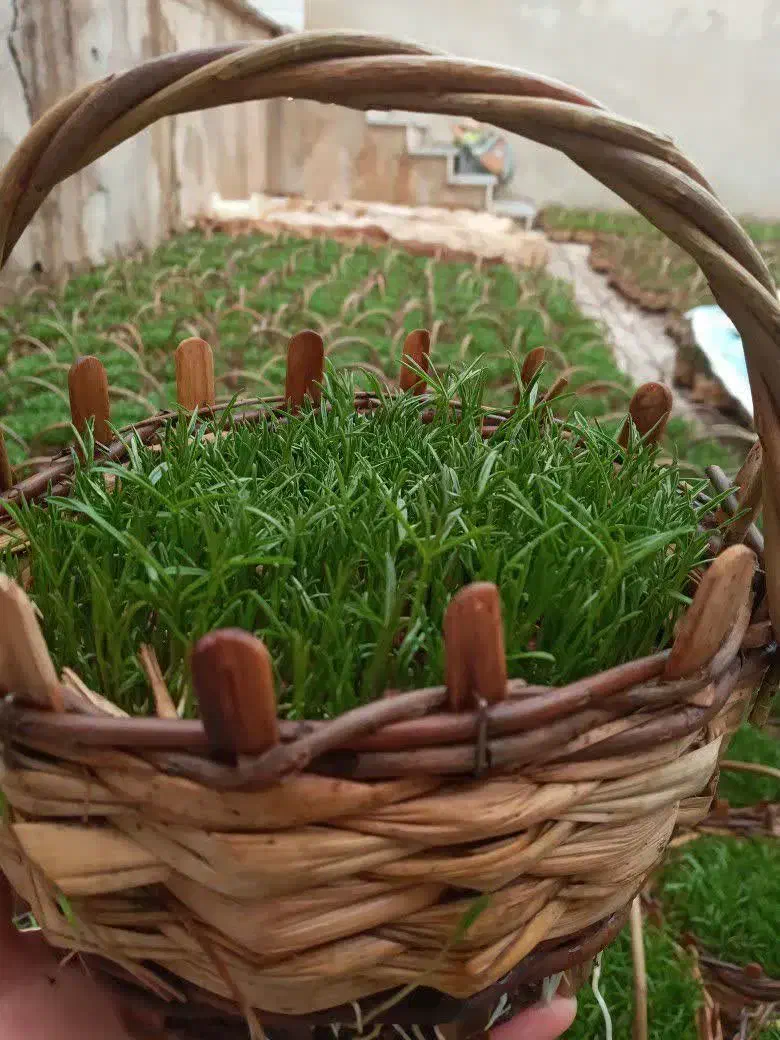 سبزه ی عید|گل و گیاه طبیعی|تهران, افسریه شمالی|دیوار