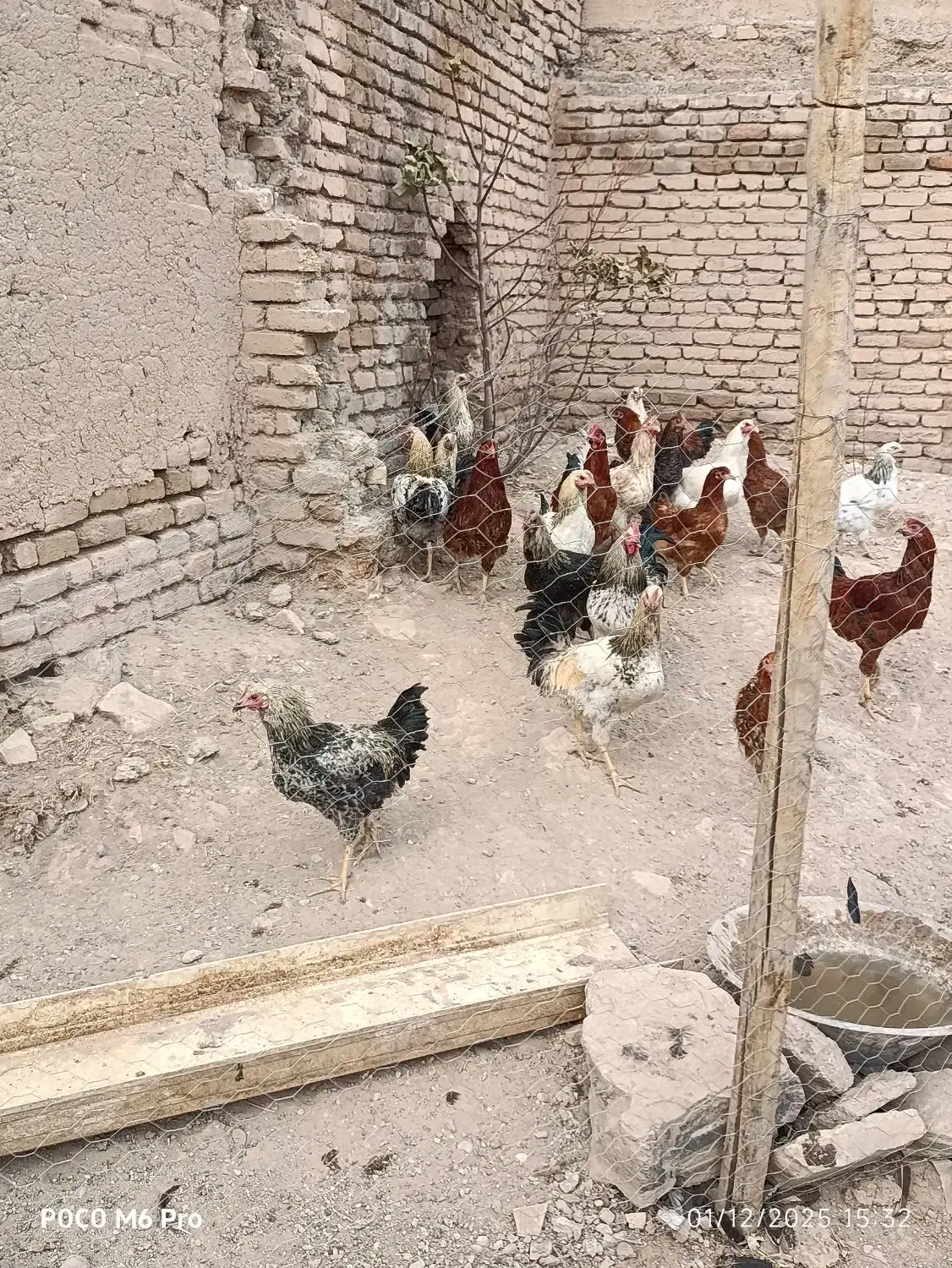 خروس کردی|حیوانات مزرعه|کرمانشاه, |دیوار