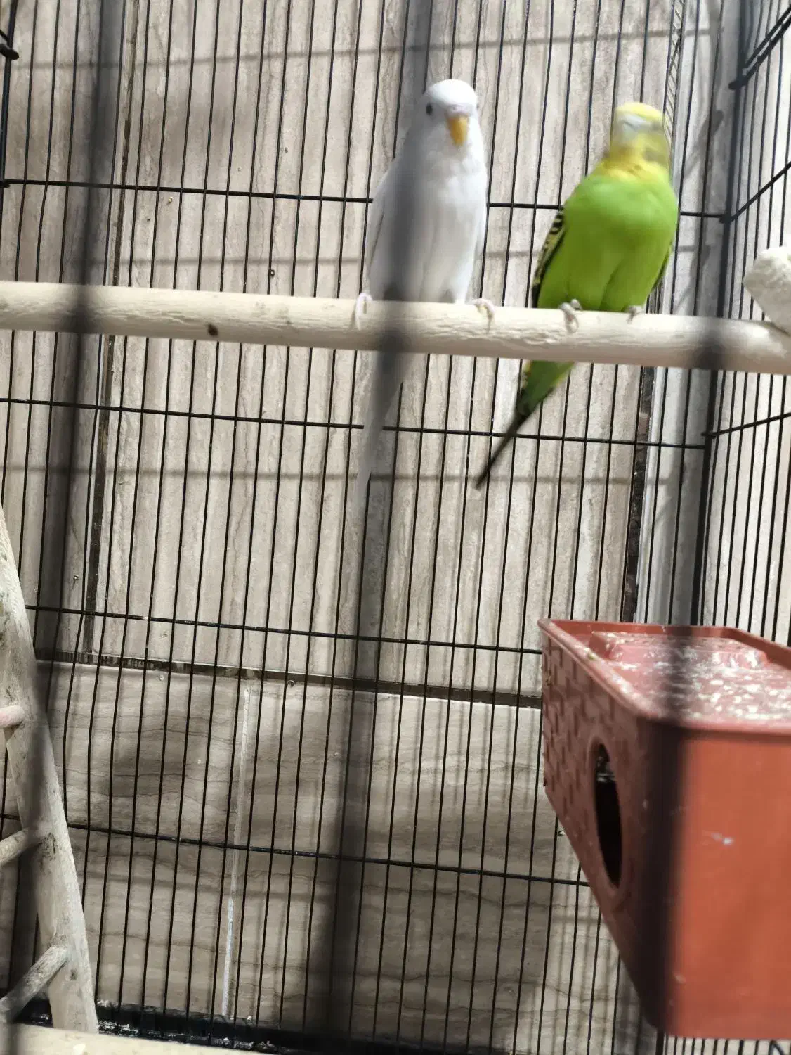 مرغ عشق تخم گزار|پرنده|سیرجان, |دیوار