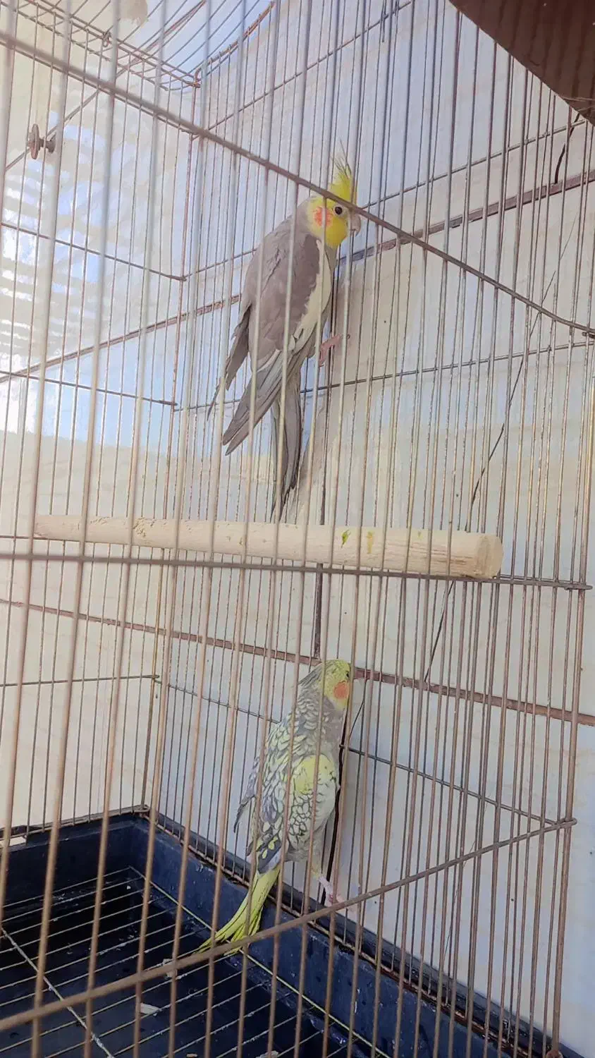 عروس هلندی|پرنده|خرمشهر, |دیوار