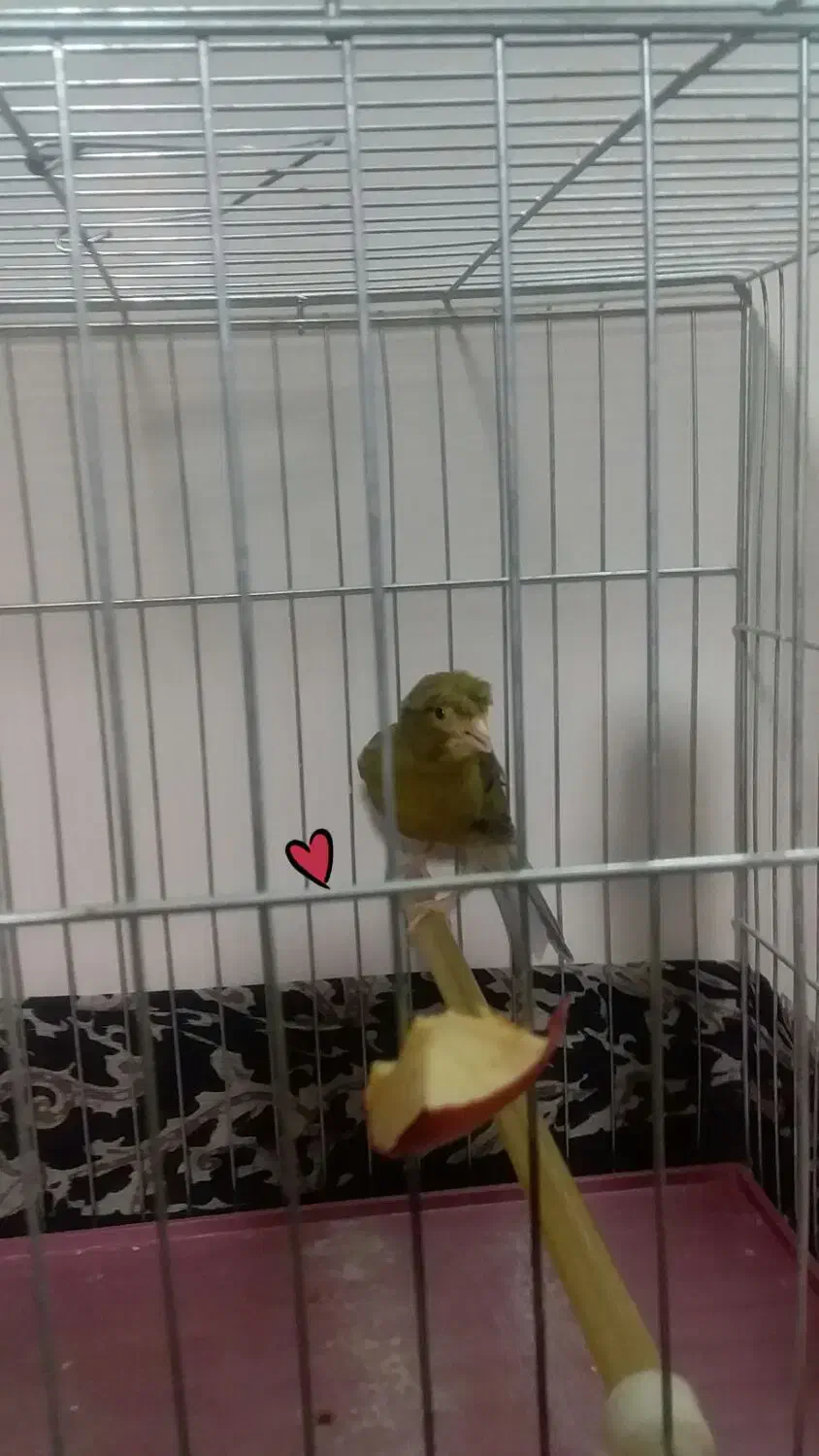 پرنده قناری کلاهی|پرنده|کرمان, |دیوار