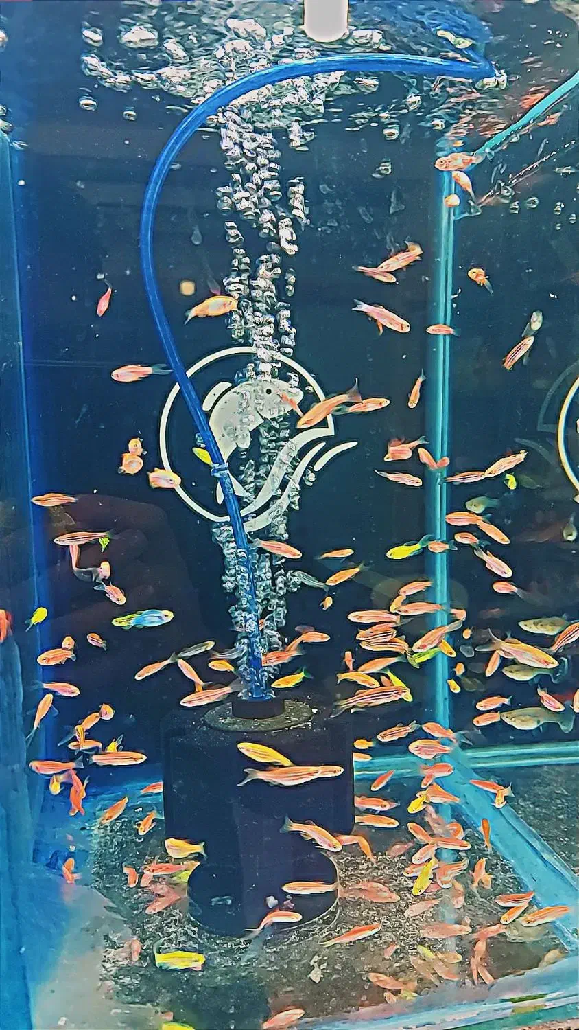 تایگر بارب . زبرا رنگی|ماهی|شهریار, شهرک وائین|دیوار