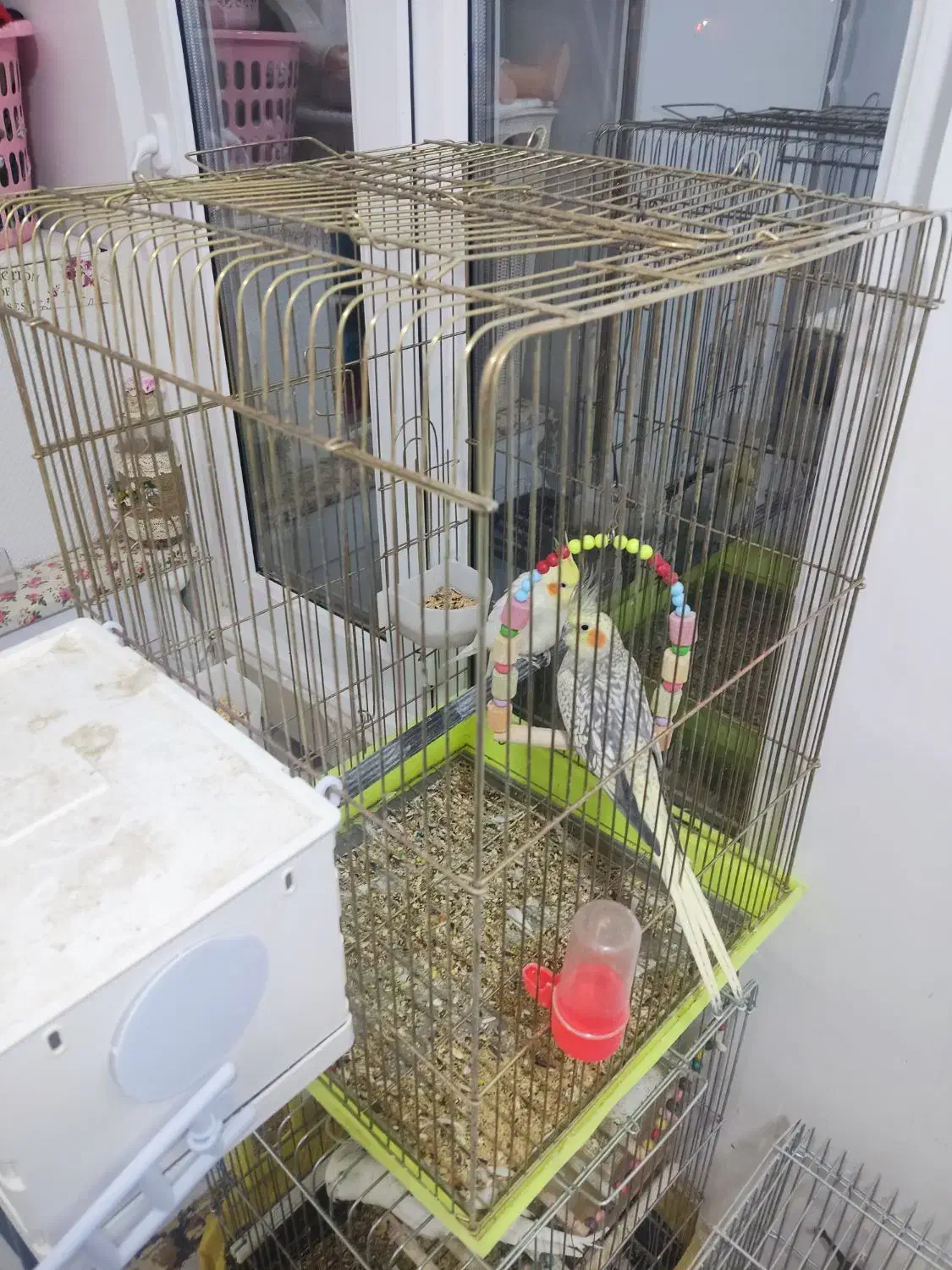 عروس هلندی|پرنده|کمیجان, |دیوار