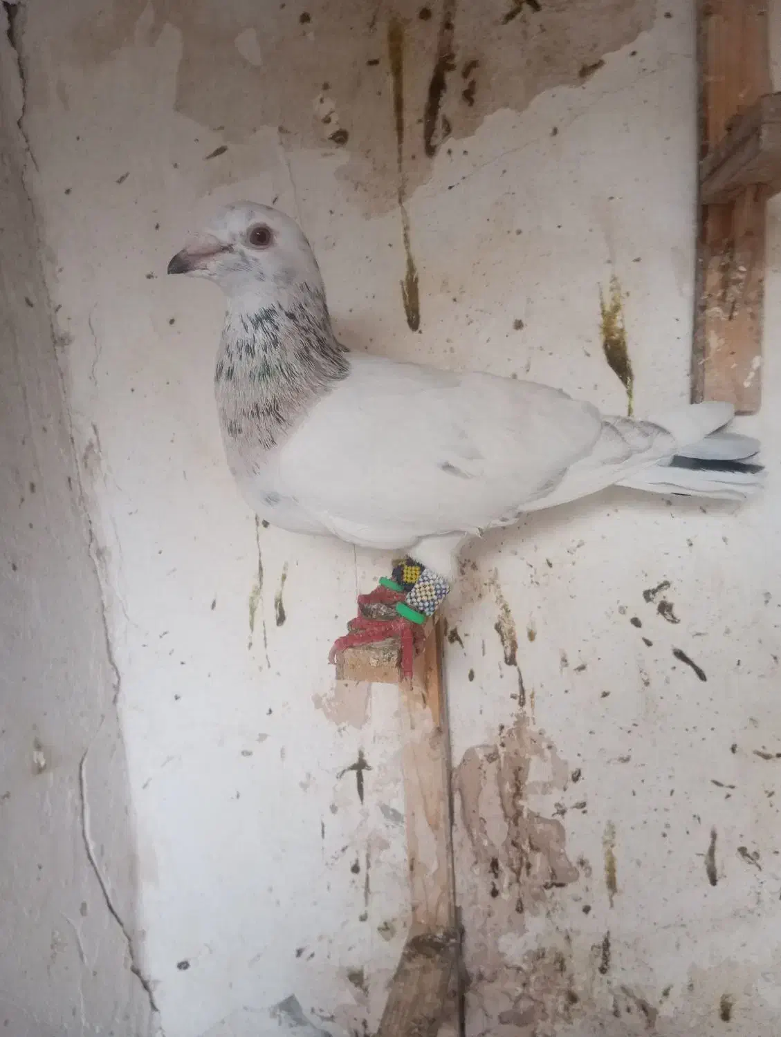 کبوتر هفرنگ پرشی ضربه به شرط پرش نر|پرنده|سبزوار, فرهنگیان|دیوار