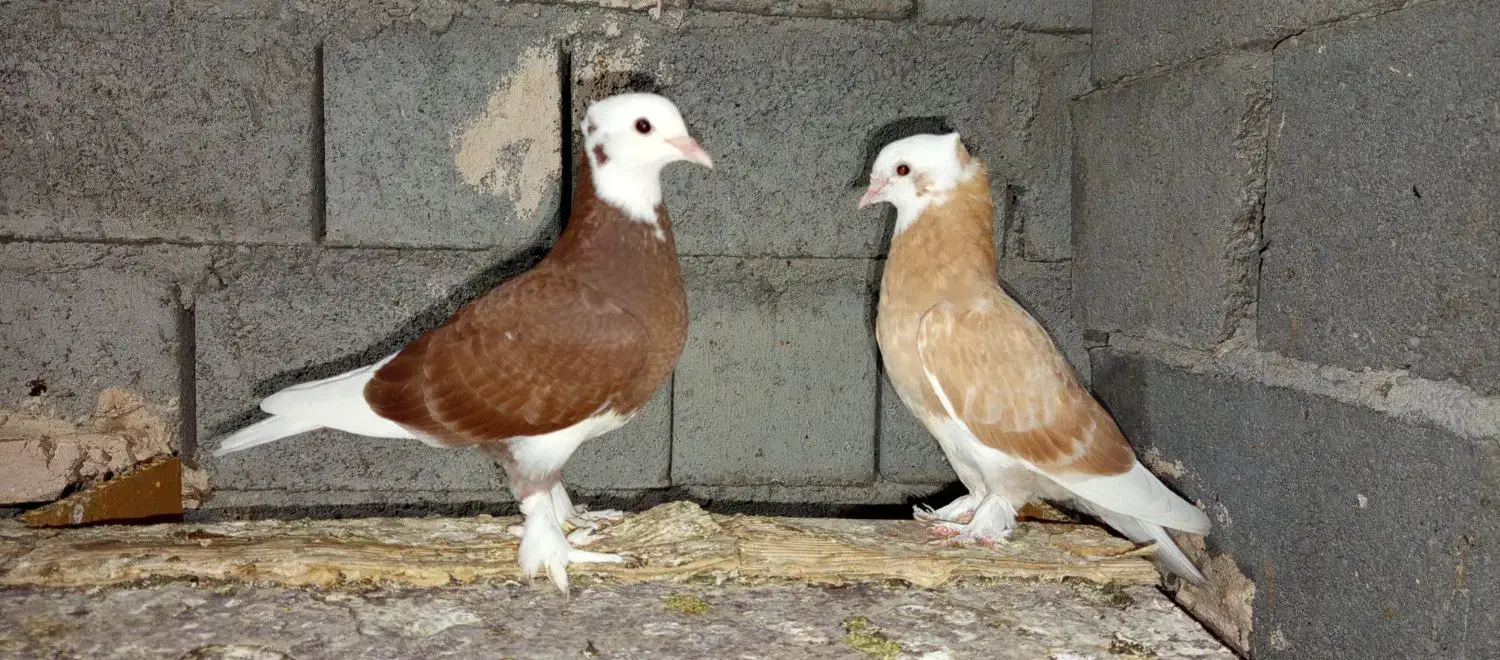 کفتر درجایی|پرنده|میناب, |دیوار