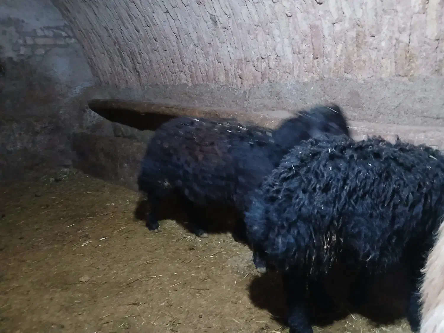 بره قوچ قره قزل|حیوانات مزرعه|بلبان آباد, |دیوار