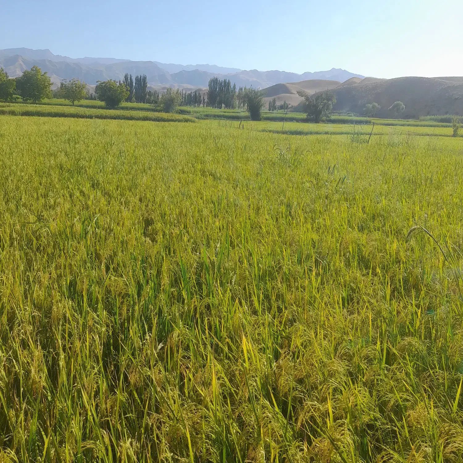 برنجی ز دامنه‌ی رشته کوه هزار مسجدخراسان رضوی لاین|خوردنی و آشامیدنی|تهران, ایران|دیوار