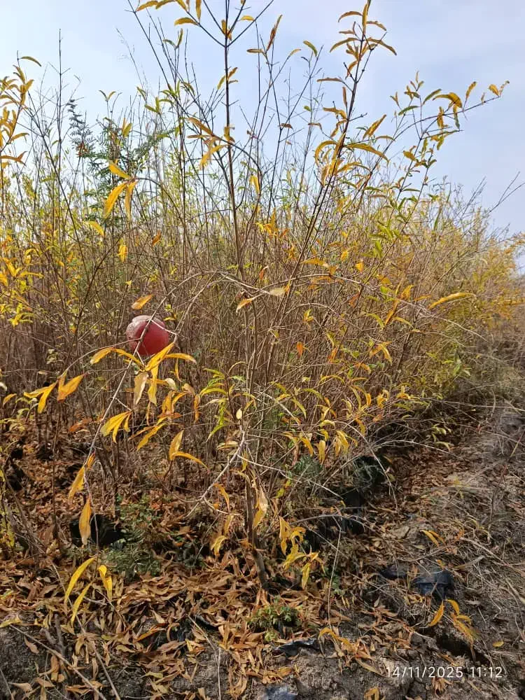 فروش نهال با چک صیادی خرید با چک به قیمت نقدی|خدمات باغبانی و درختکاری|شیراز, فرگاز|دیوار