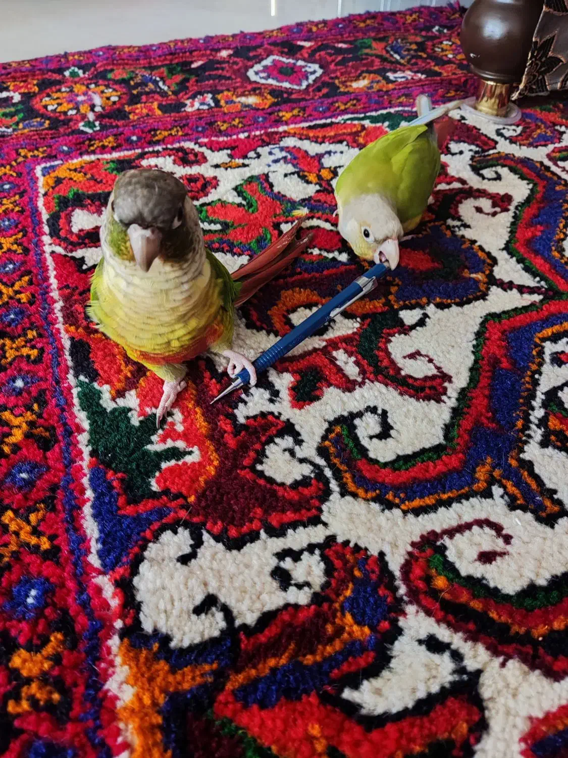 گیرینچیک های دستی|پرنده|ری, ولی آباد|دیوار