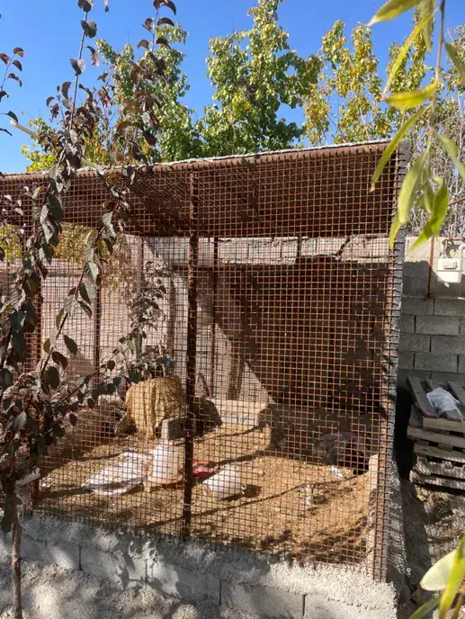 قفس بزرگ|لوازم جانبی حیوانات|ارومیه, |دیوار