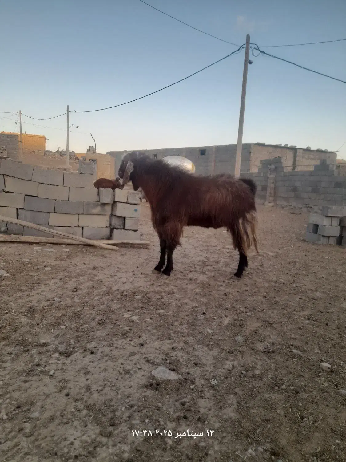 بز نر|حیوانات مزرعه|شیروان (خراسان), |دیوار