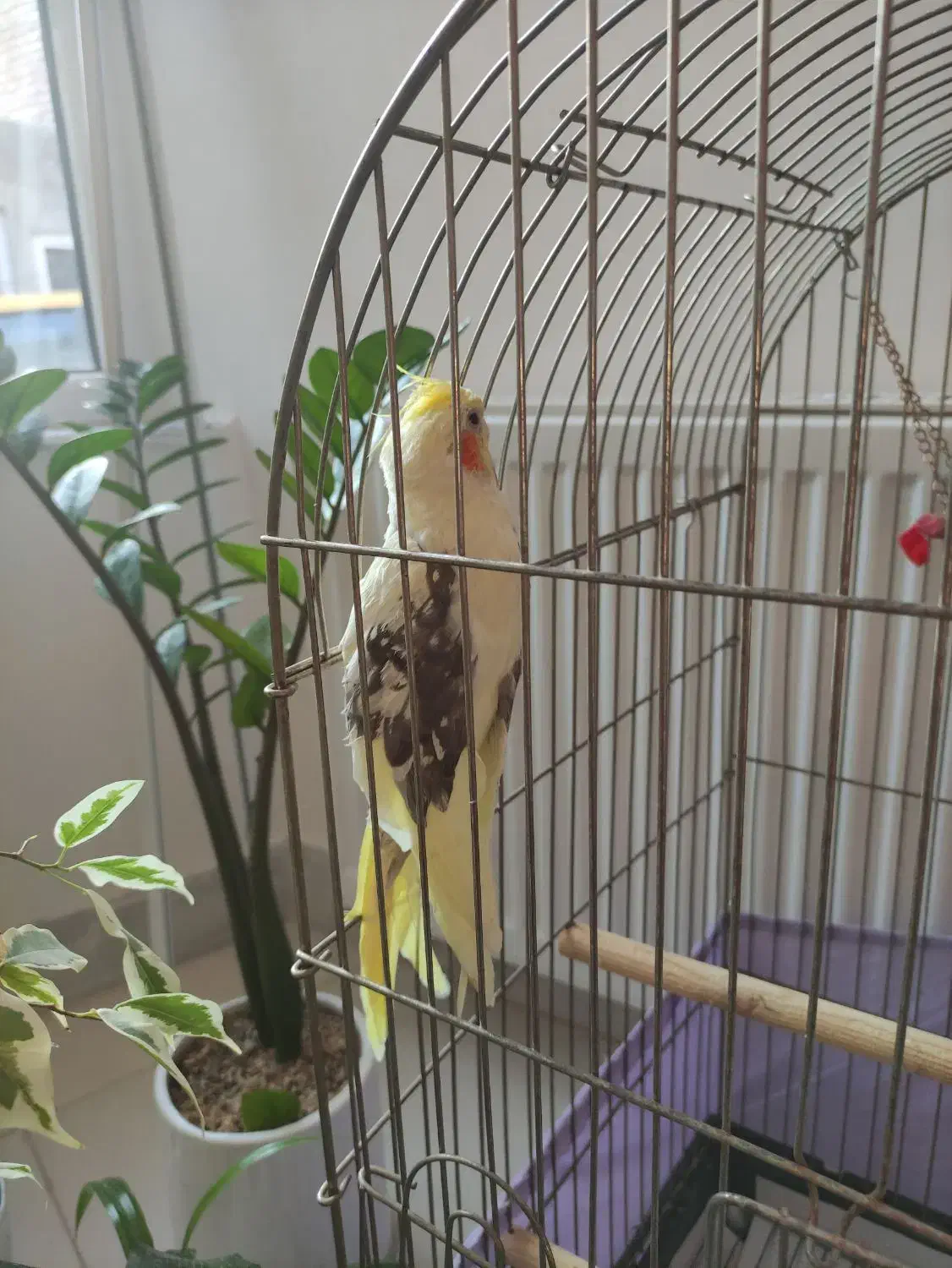 عروس هلندی لوتینو دوکت نر|پرنده|مشگین شهر, |دیوار