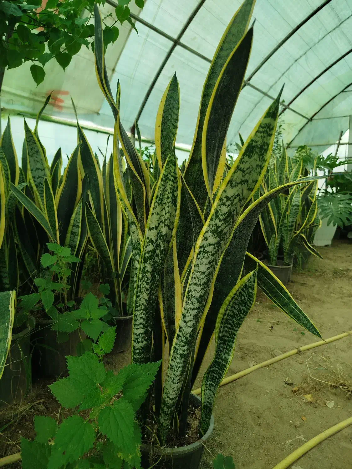 سانسوریا شمشیری|گل و گیاه طبیعی|رشت, حمیدیان|دیوار