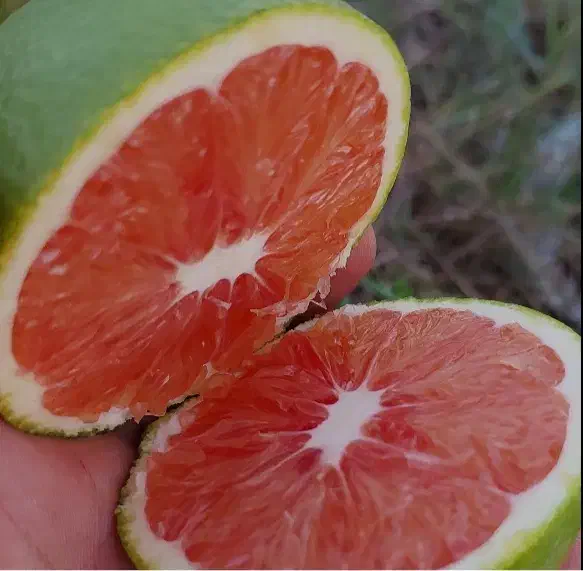 نهال پرتغال کارکارا|خدمات باغبانی و درختکاری|ساری, |دیوار