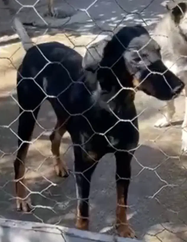 واگذاری دوبرمن نر عقیم شده|سگ|تهران, کرمان|دیوار