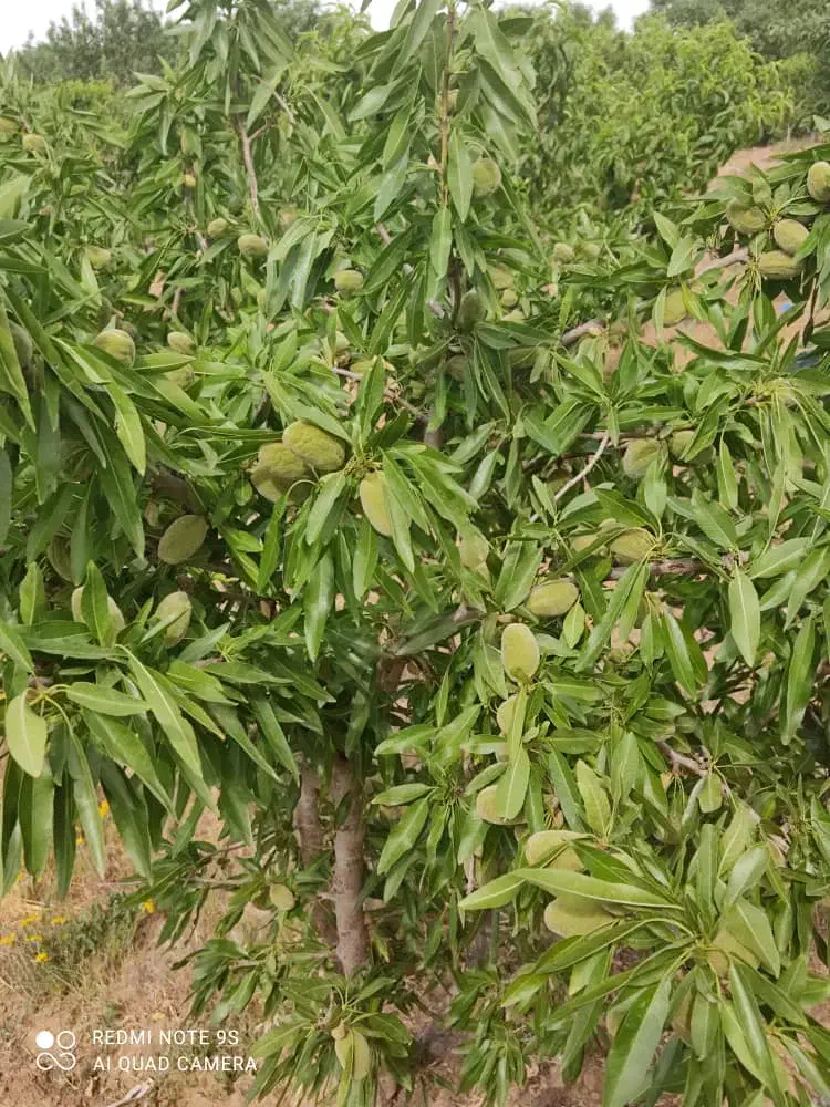 فروش انواع نهال اصلاح شده|خدمات باغبانی و درختکاری|سامان, |دیوار