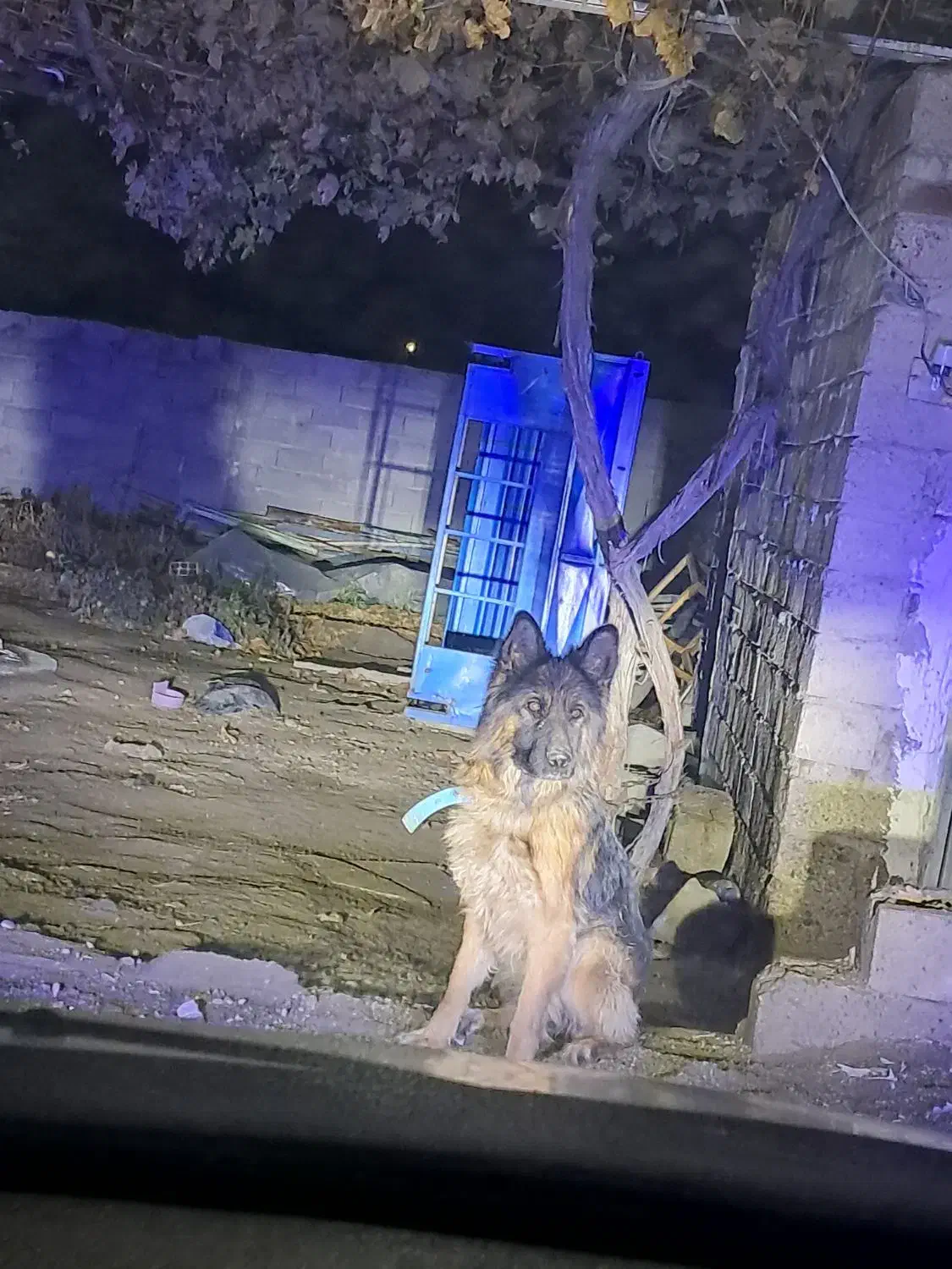 واگذاری ژرمن شولاین|سگ|نوشین شهر, |دیوار