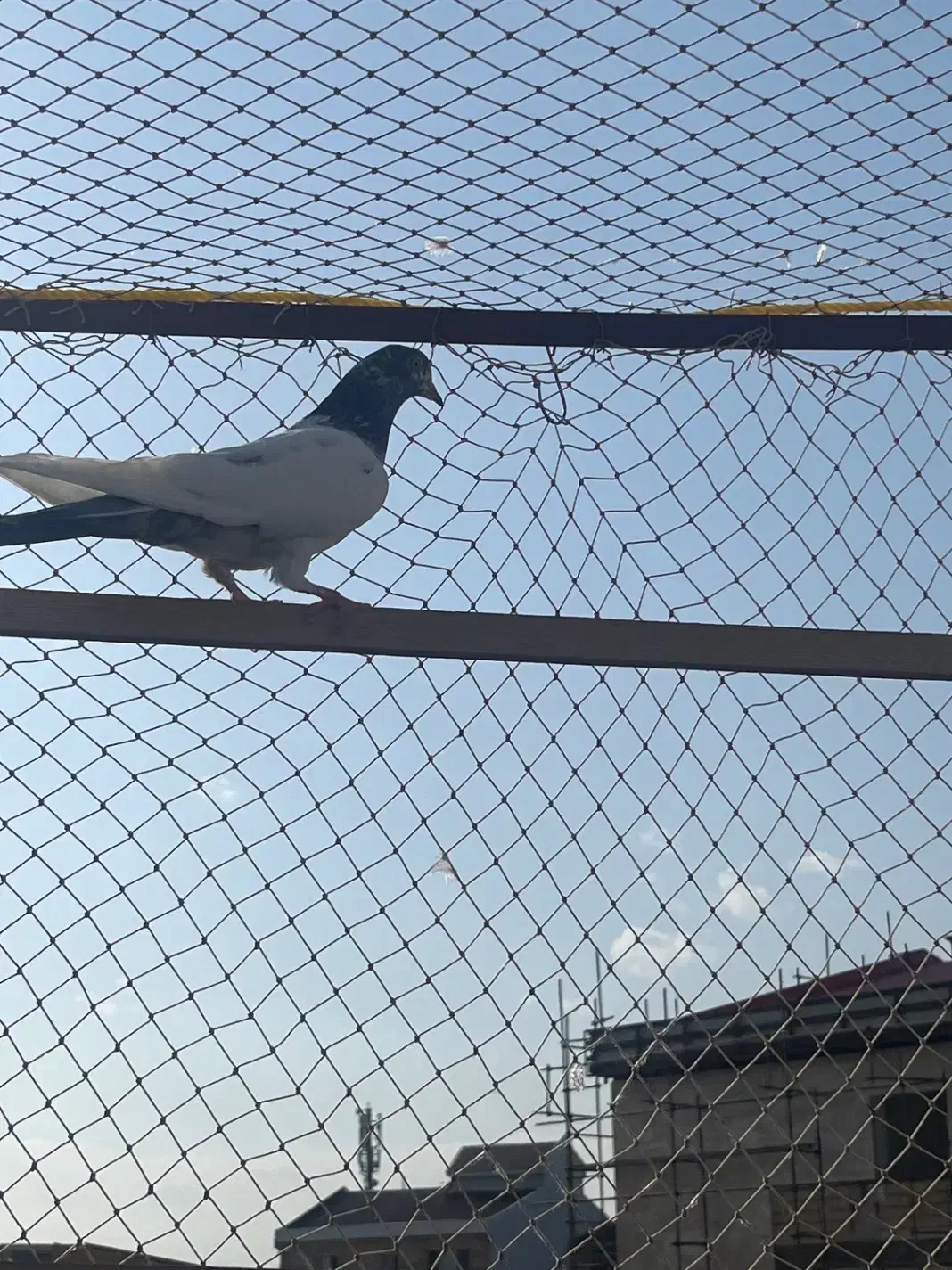 کبوتر|پرنده|رشت, ساغری سازان|دیوار