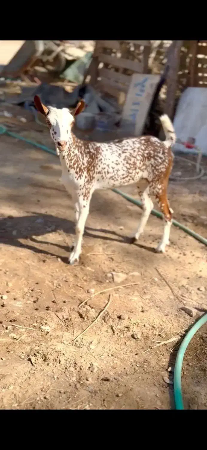 ثلاله قشنگ|حیوانات مزرعه|یزد, |دیوار