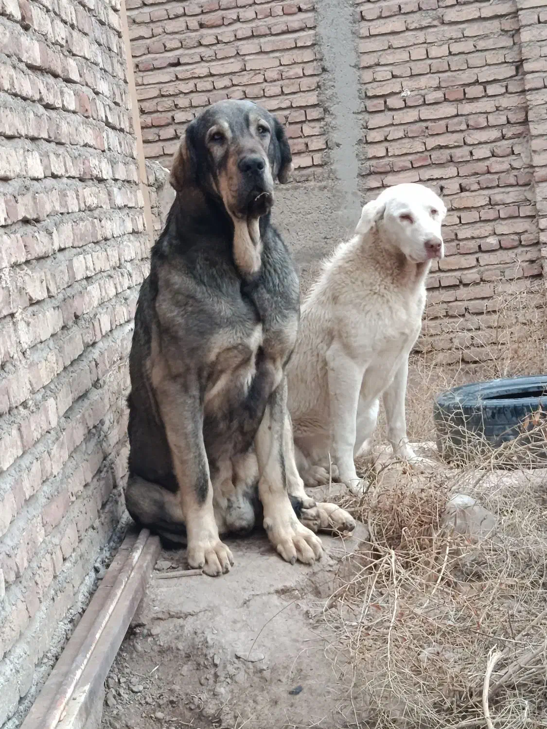 سگ گمشده|حیوانات|تبریز, |دیوار