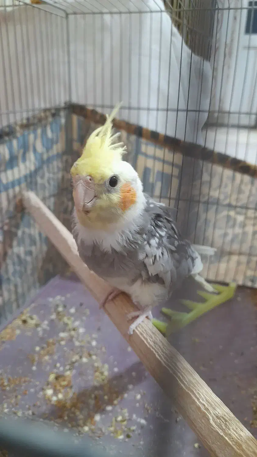 عروس هلندی|پرنده|هشتگرد, شهرک راه آهن|دیوار