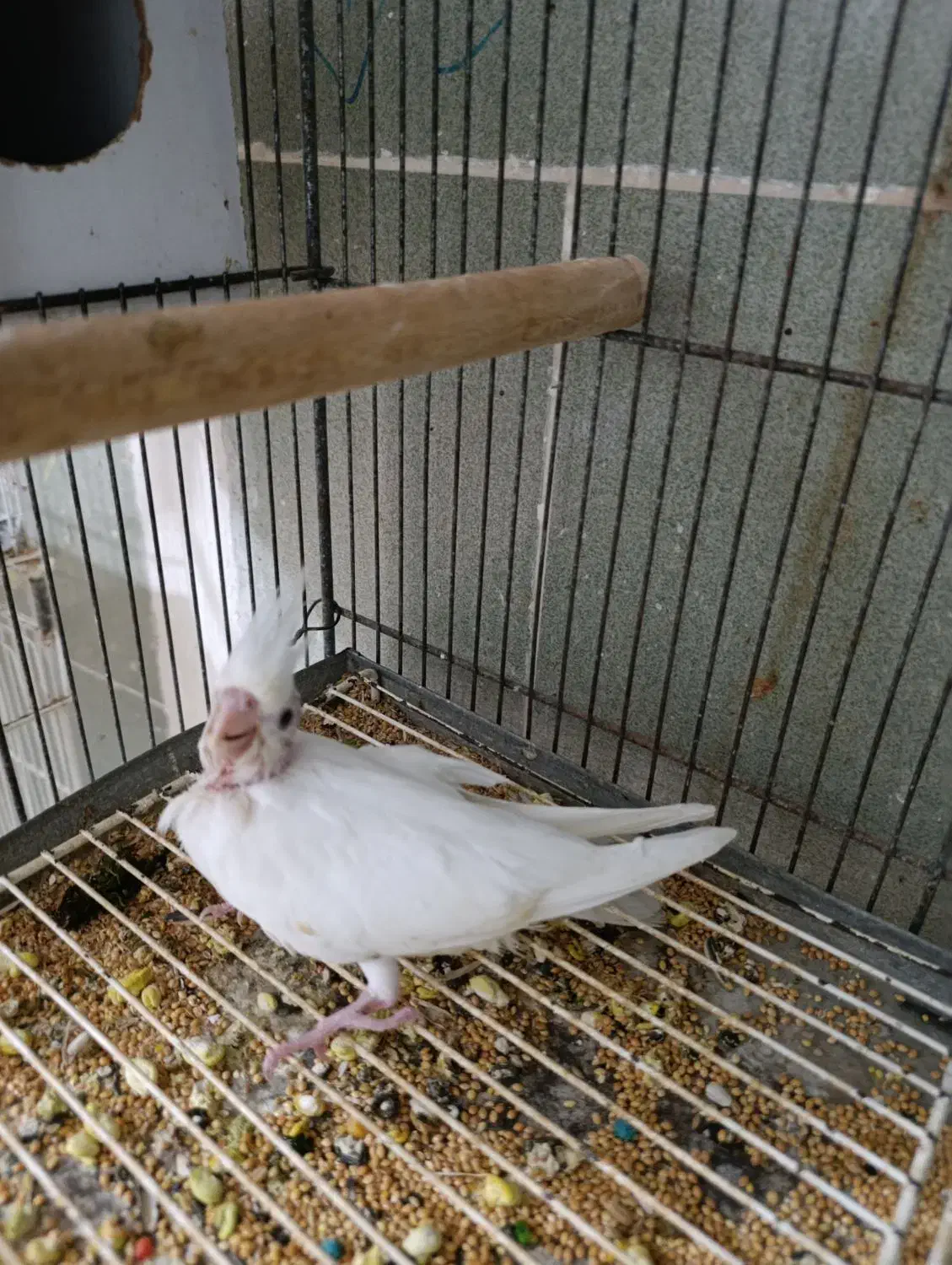 جوجه سرلاکی|پرنده|بندرعباس, |دیوار