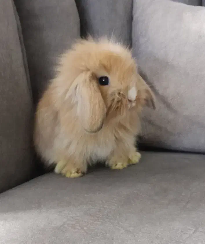 بچه خرگوش لوپ|موش و خرگوش|دورود, |دیوار