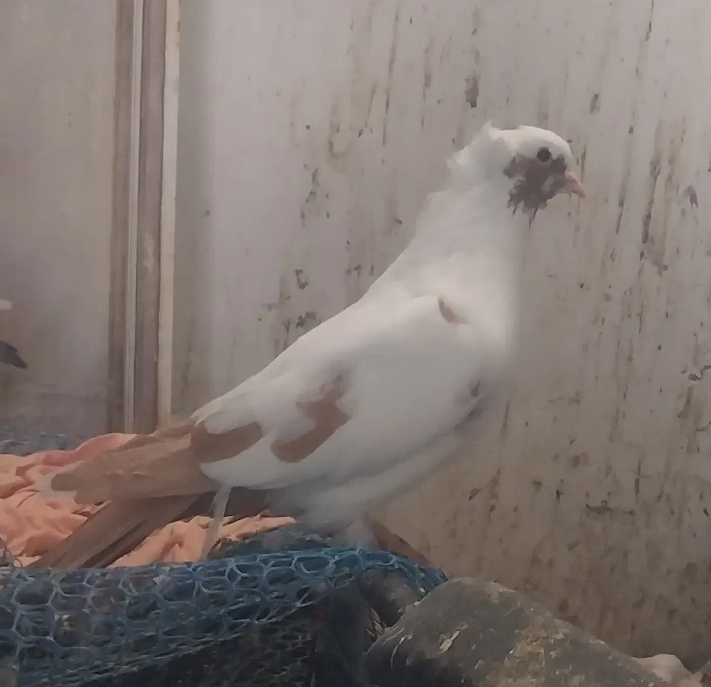 سرخ کرمونی ..پرستویی زرد|پرنده|خور (اصفهان), |دیوار