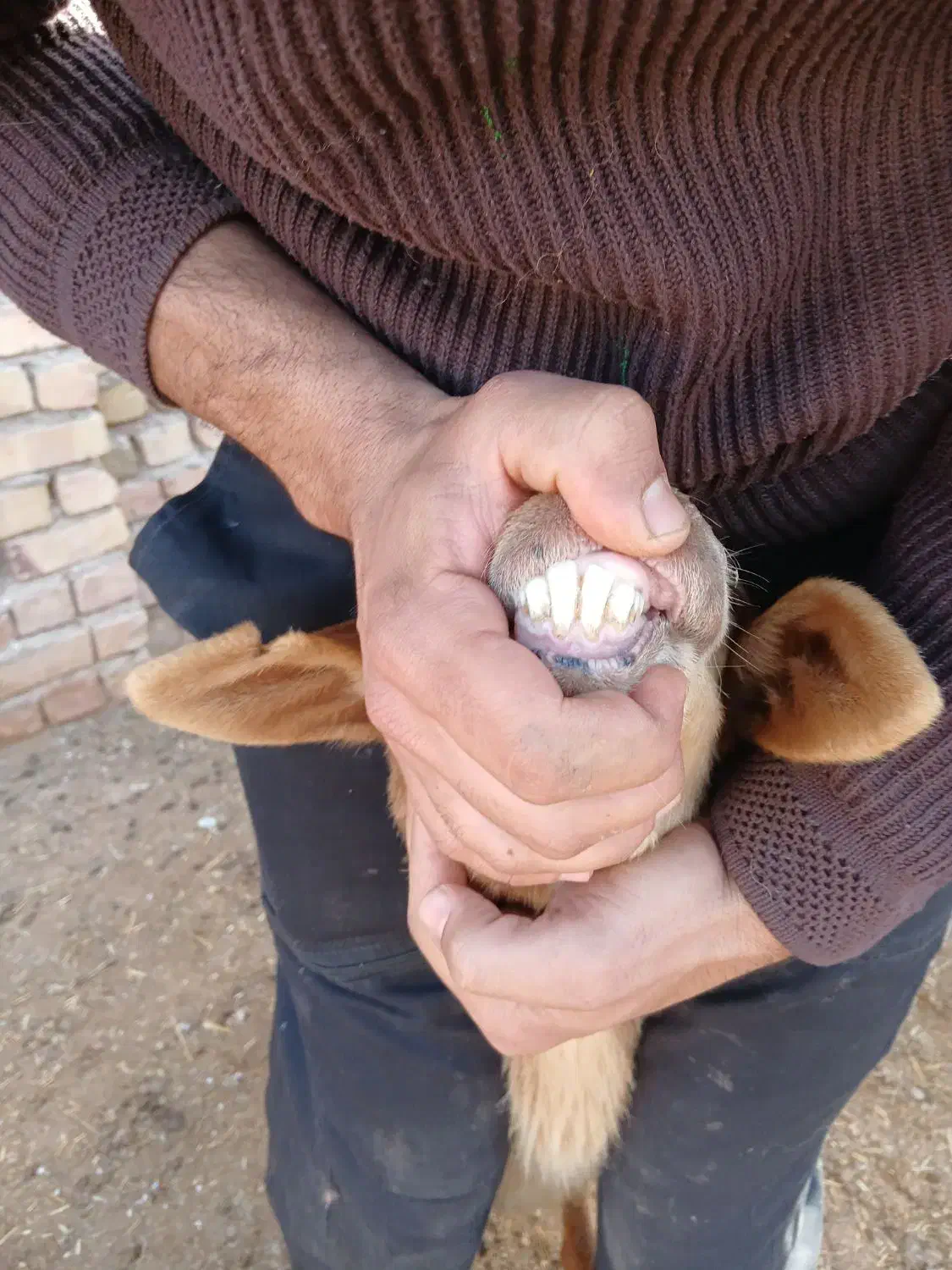 میش زاییده|حیوانات مزرعه|تربت جام, جامرود|دیوار