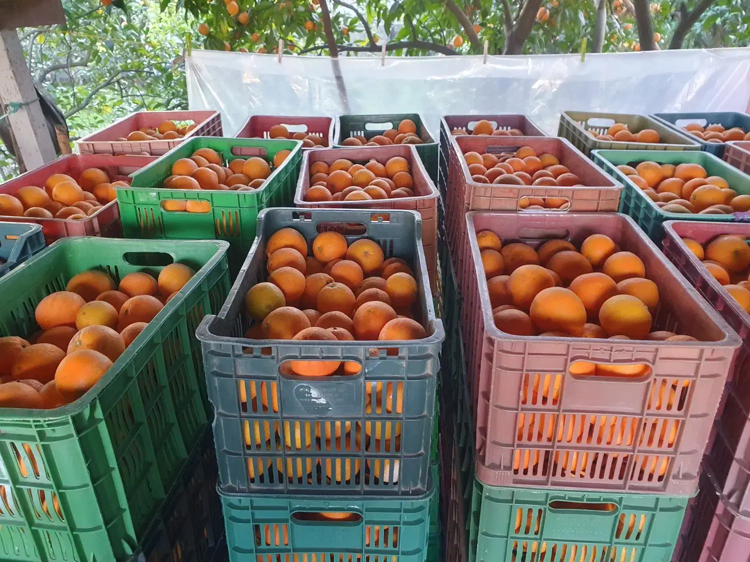 پرتقال تامسون و خونی (دوتن و نیم)|خوردنی و آشامیدنی|نوشهر, |دیوار