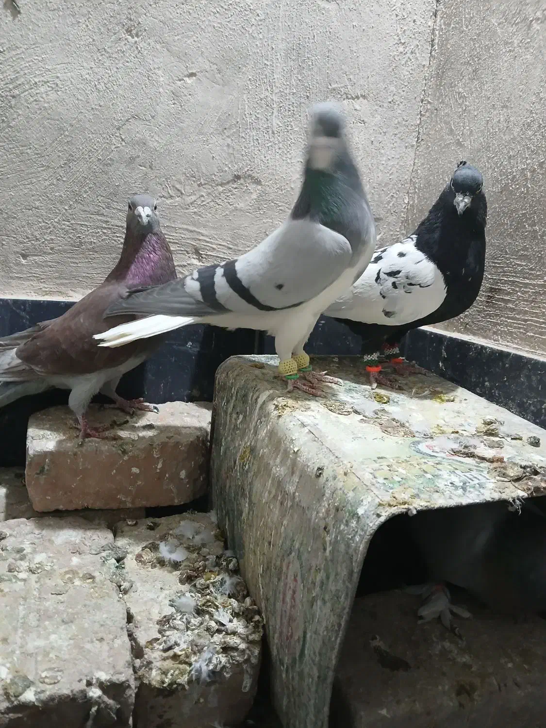 کفتر درجه ۱|پرنده|شیراز, حومه شیراز|دیوار