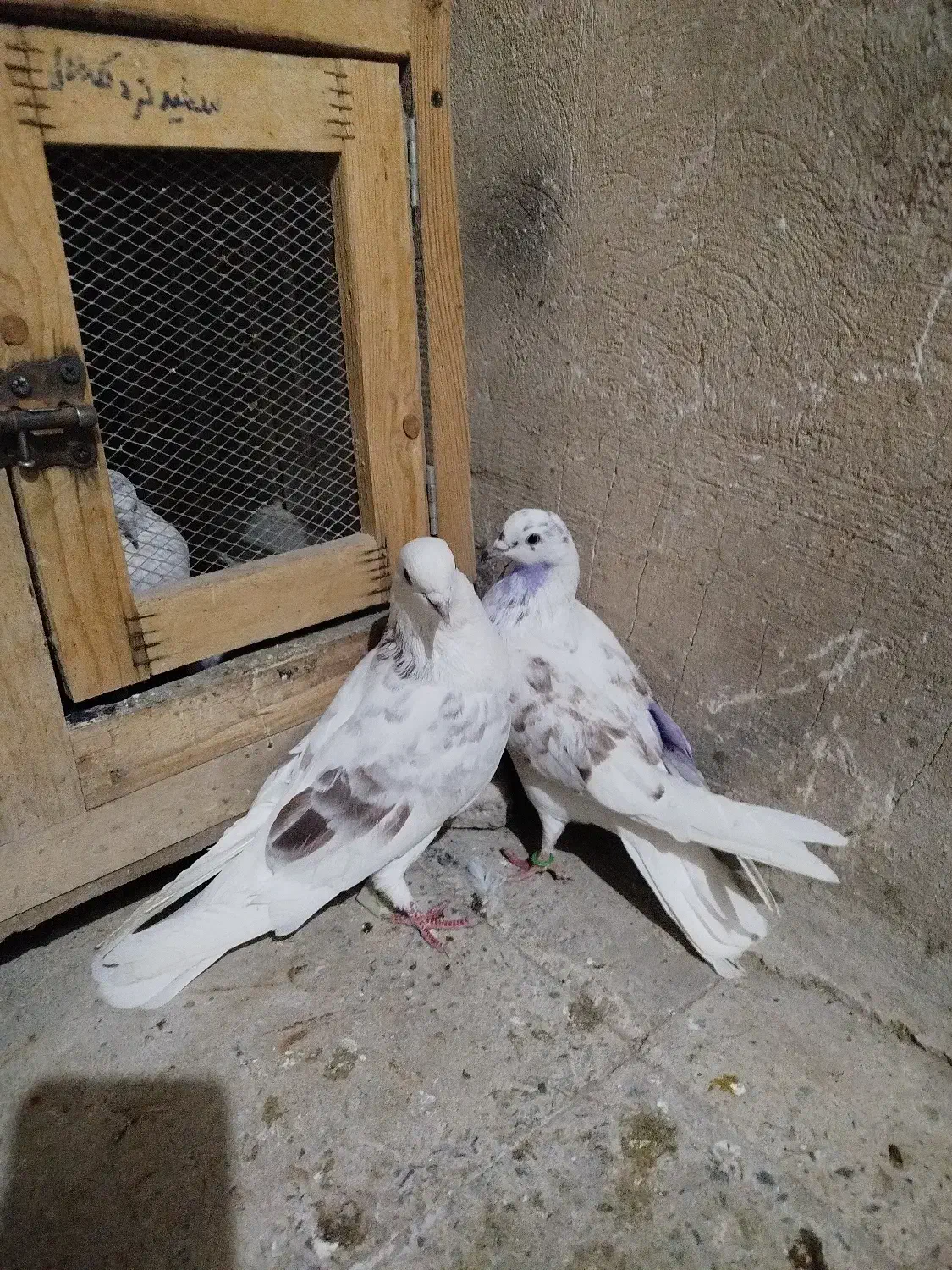 کبوتر پرشی عشق بازی|پرنده|ماهدشت, |دیوار