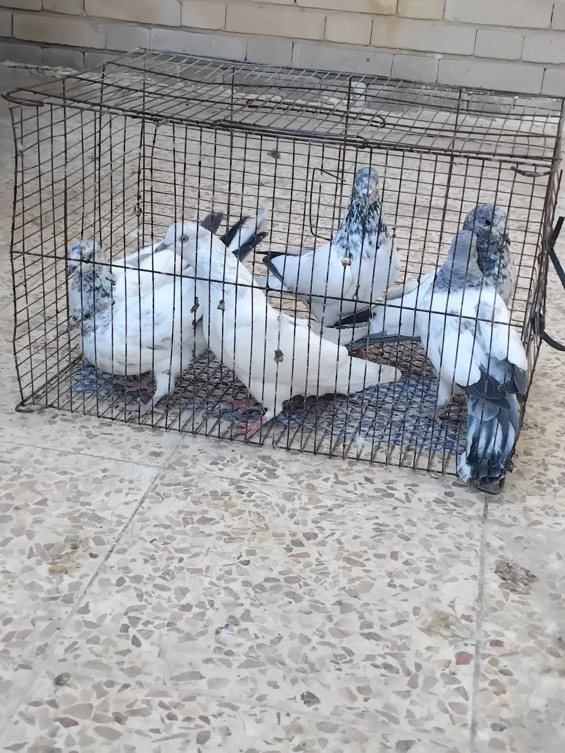 کبوتر شیخی|پرنده|بندر ماهشهر, |دیوار