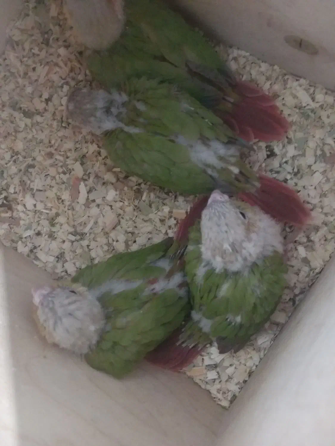 جوجه سرلاکی گیرینچیک اناناسی فول رد قرمز|پرنده|شهریار, شهریار|دیوار