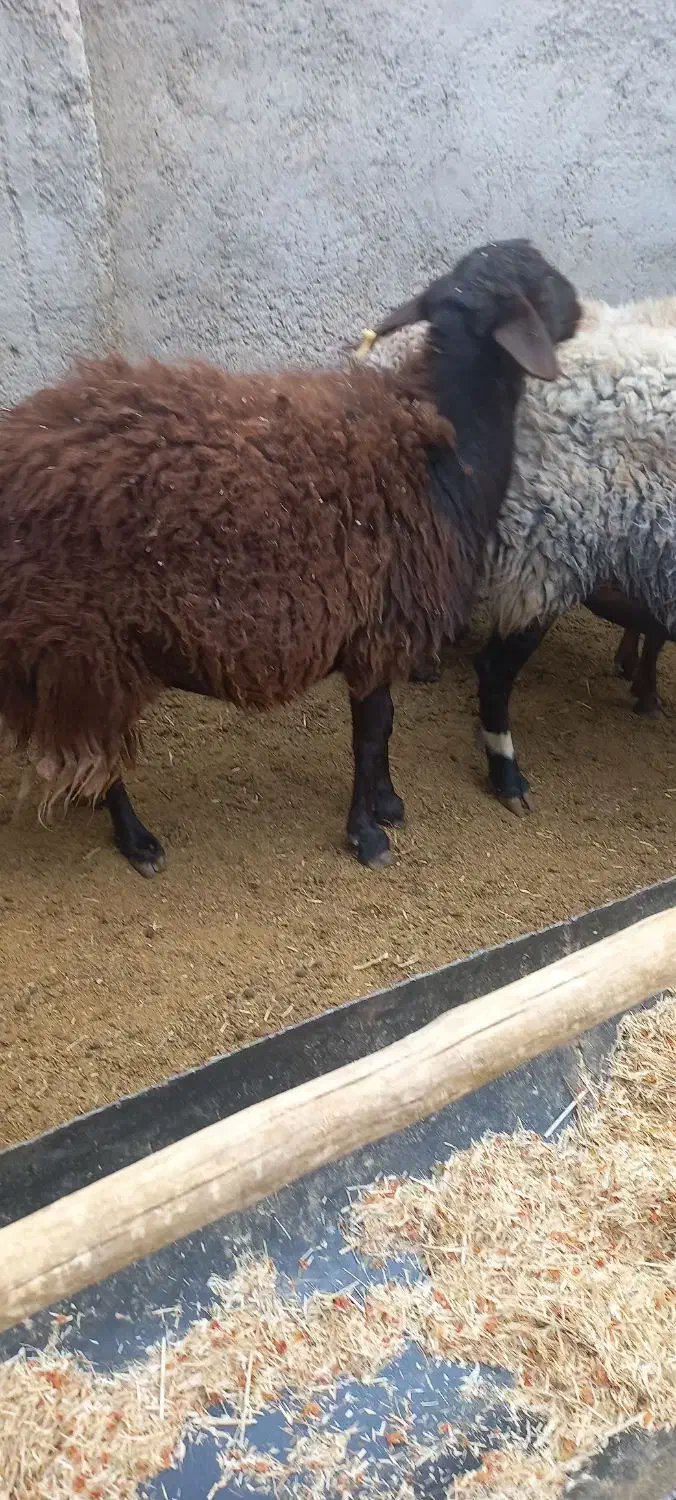 سه عدد شیشک درجه یک|حیوانات مزرعه|سرچهان, |دیوار