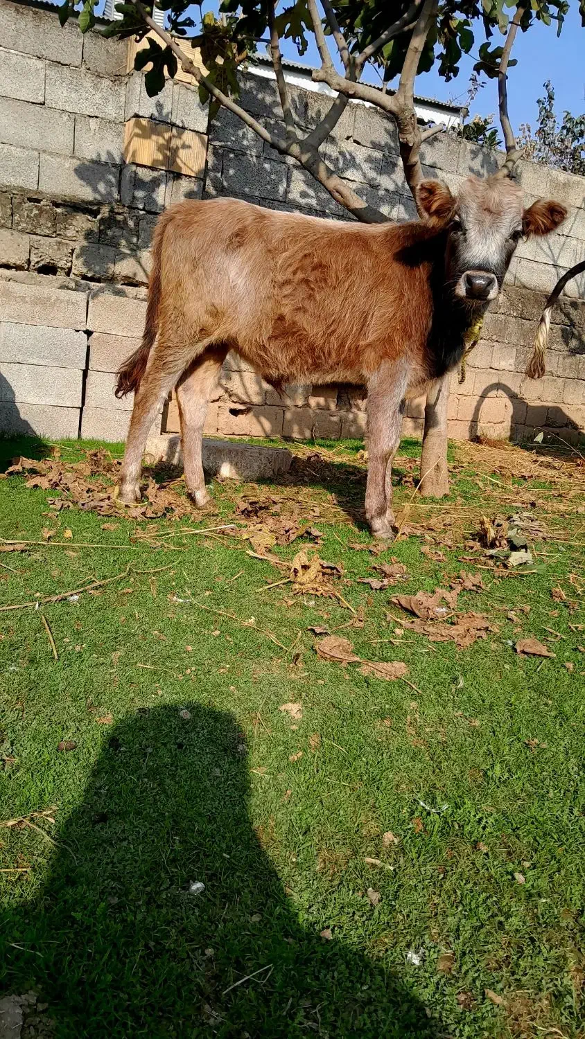 گاو یا ورزا کوله جرسی|حیوانات مزرعه|رشت, عینک|دیوار