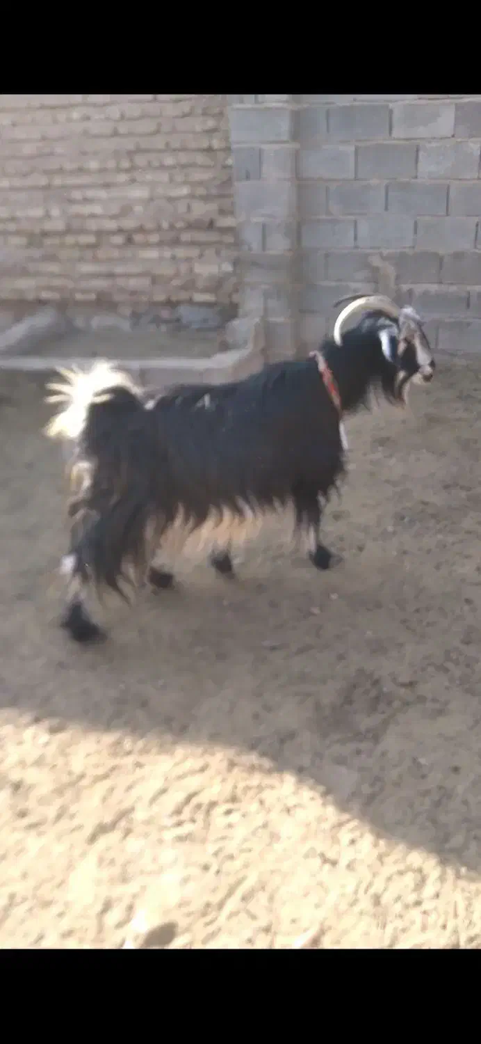 میش بز بره وکهره.قوچ .دبر|حیوانات مزرعه|شیراز, داریون|دیوار