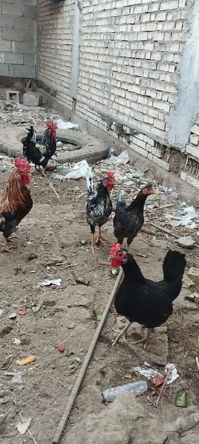 سلام.مرغ.خروس.غاز|حیوانات مزرعه|شادگان, |دیوار