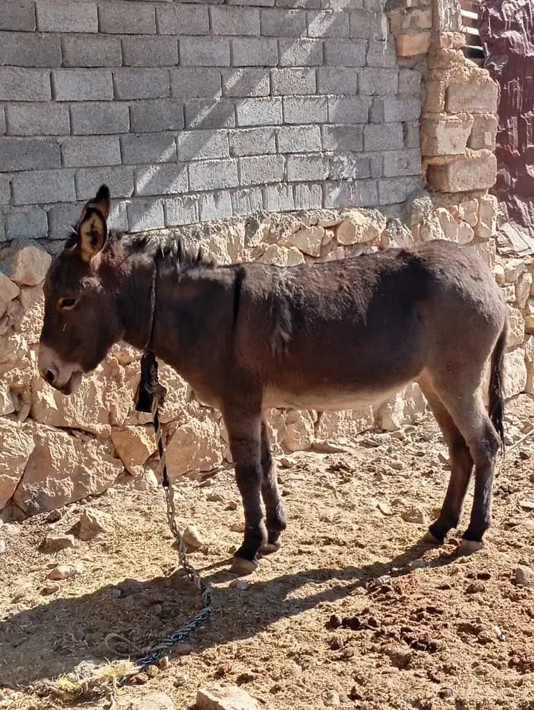 الاغ ماده جوان|حیوانات مزرعه|فیروزآباد (فارس), |دیوار