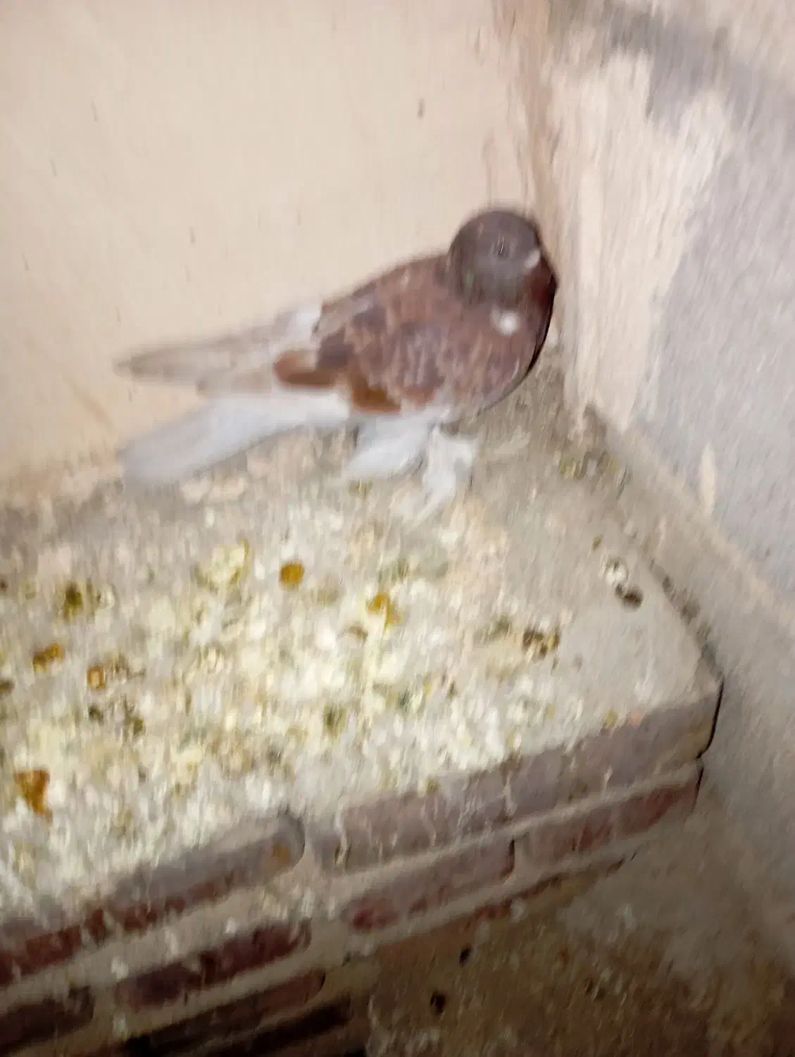 کبوتر|پرنده|آذرشهر, |دیوار