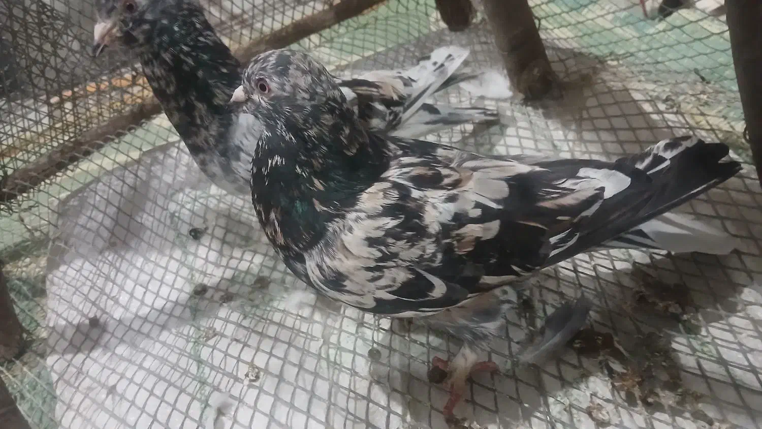 کبوتر سرور خوشگل|پرنده|لار, |دیوار