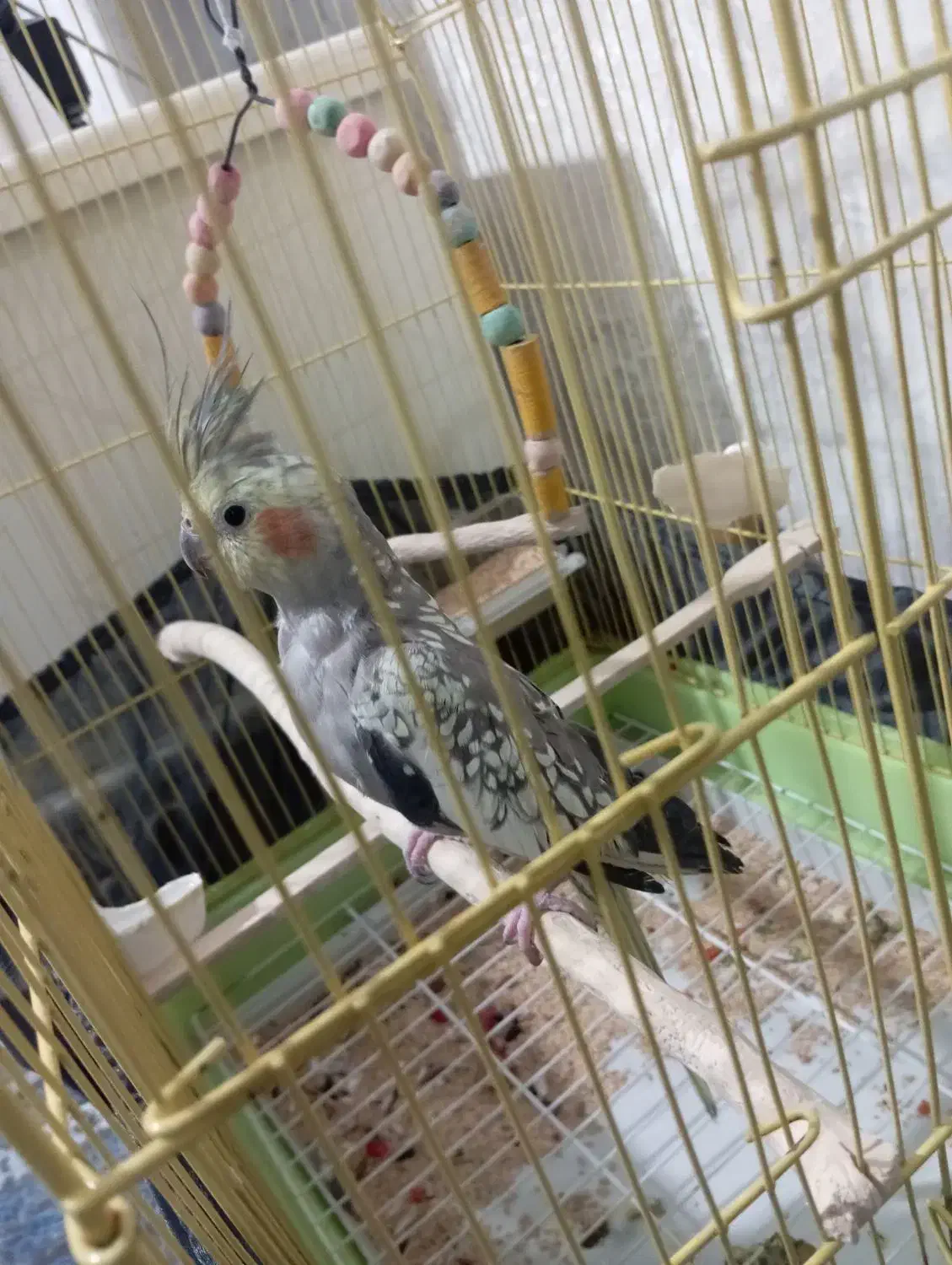 عروس هلندی ماده|پرنده|رباطکریم, مسکن مهر آبشناسان|دیوار