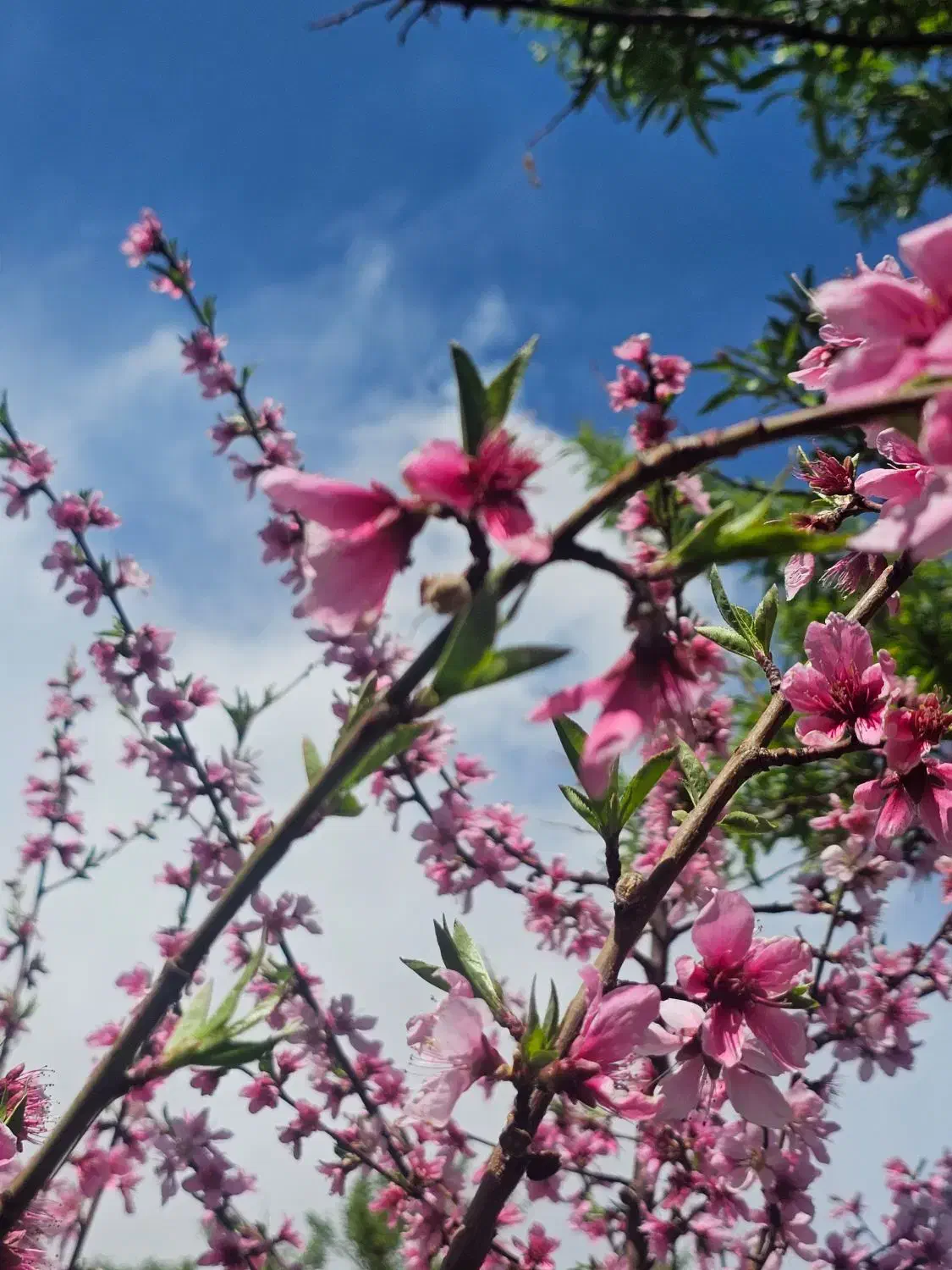 باغ ویلا گل مریم دستجرد|فروش خانه و ویلا|خلجستان, |دیوار